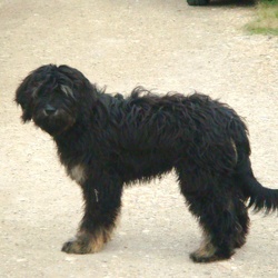 Chien