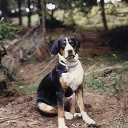 Chien